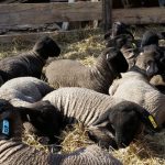 Blackie's Suffolks & Vegetables