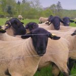 Blackie's Suffolks & Vegetables