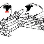 Blackie's Suffolks & Veggies: Our Yarn