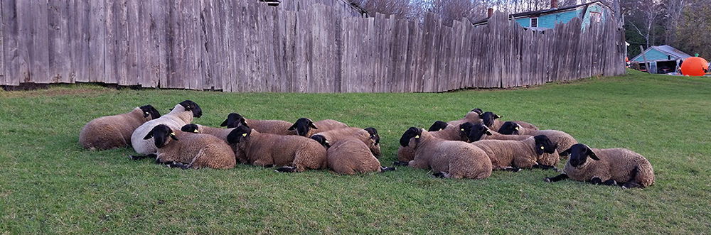 Blackies - Sheep